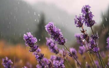 Lavender plant with fragrant purple flower spikes and silvery-green foliage growing in a sunny garden, attracting pollinators and adding vibrant color.
