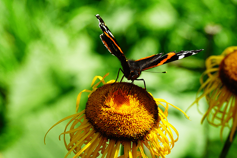 Nurturing Nature with Confidence: A Complete Guide to Creating a Thriving Garden and Sustainable Outdoor Space.