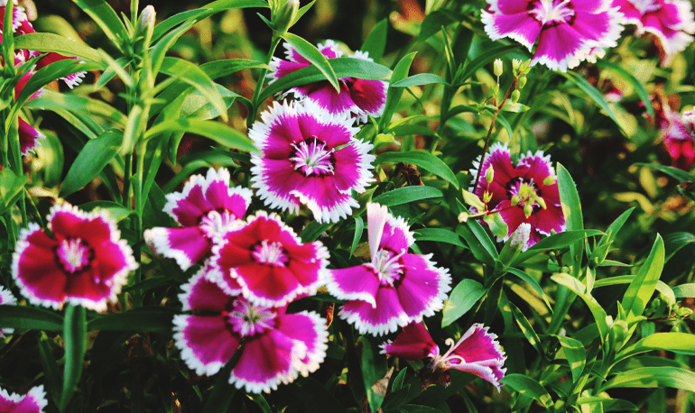 Amazing Types of Plants: A Complete Guide to the Plant Kingdom