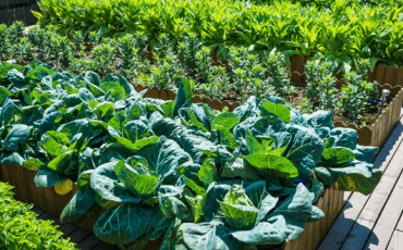 Raised garden beds filled with healthy plants, rich soil, and organized growing spaces designed for productive and sustainable gardening.