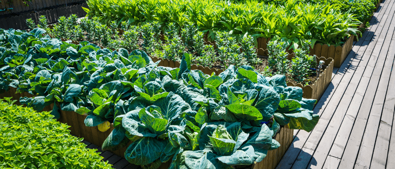 Raised garden beds filled with healthy plants, rich soil, and organized growing spaces designed for productive and sustainable gardening.