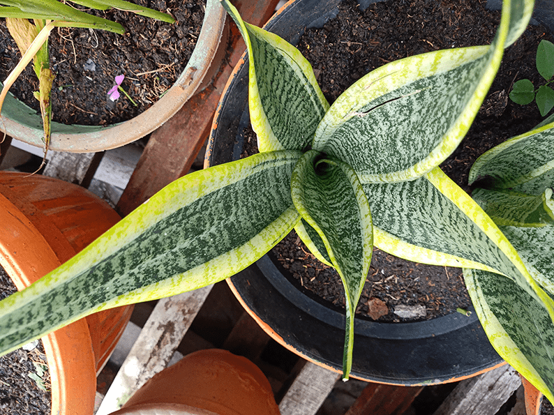 Amazing Types of Plants: A Complete Guide to the Plant Kingdom
