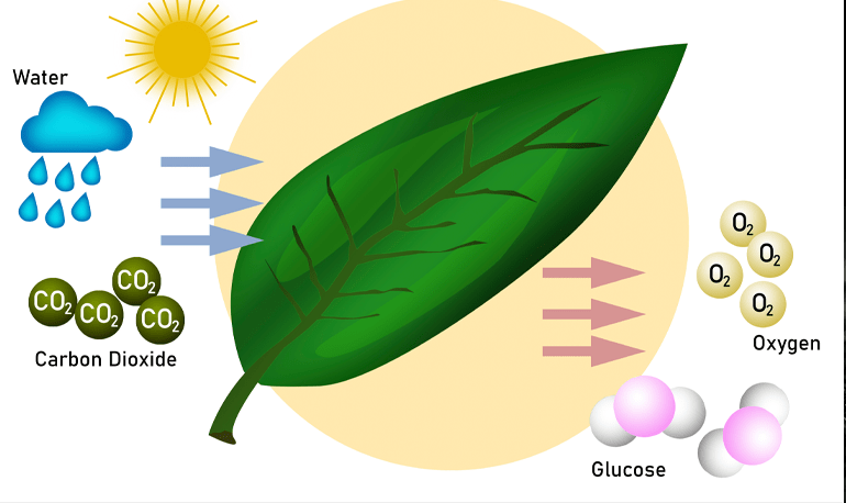 How Plants Grow