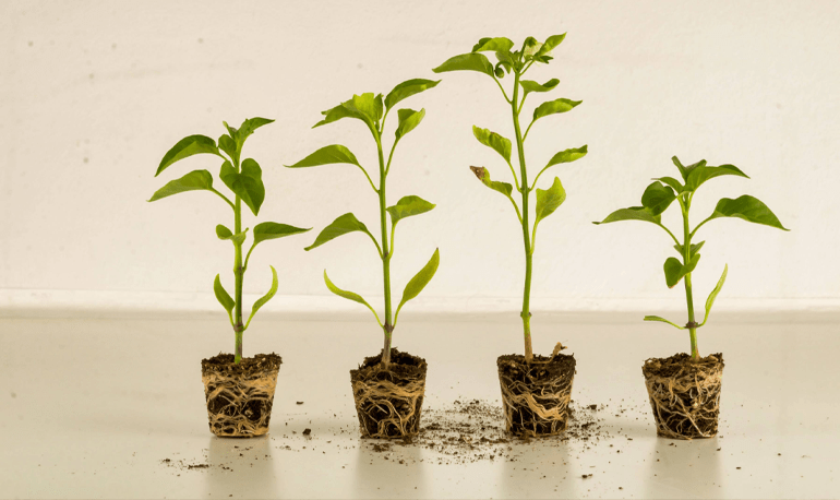 How Plants Grow