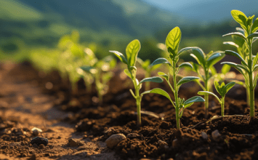 Plant growth stages showing the progression from seed germination to seedling development and healthy mature plant growth.