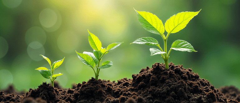 How Plants Grow: Understanding the Amazing Journey from Seed to Mature Plant