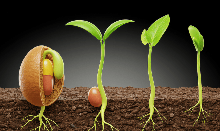 How Plants Grow