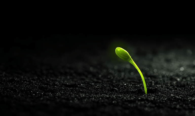 How Plants Grow