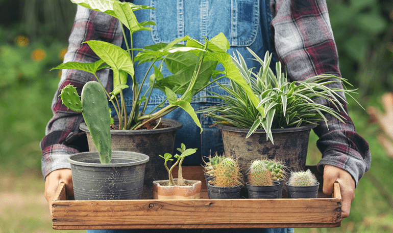 Amazing Types of Plants: A Complete Guide to the Plant Kingdom