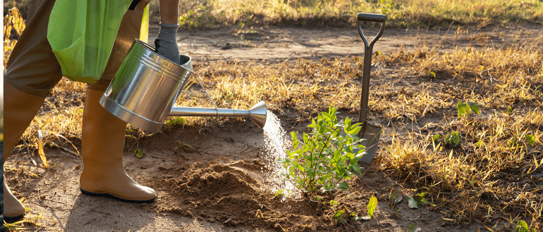 Garden Maintenance: The Complete Guide to Keeping Your Garden Healthy, Beautiful, and Productive