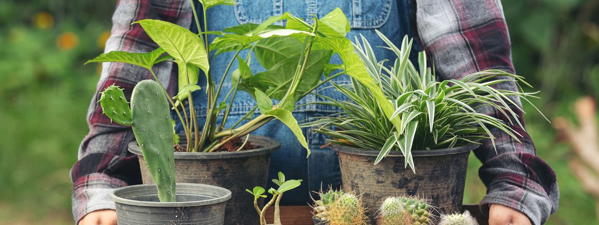 Close-up picture of a hand holding a wooden tray filled with small potted plants and young seedlings ready for gardening or transplanting.