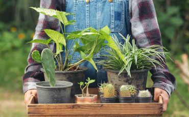 Close-up picture of a hand holding a wooden tray filled with small potted plants and young seedlings ready for gardening or transplanting.