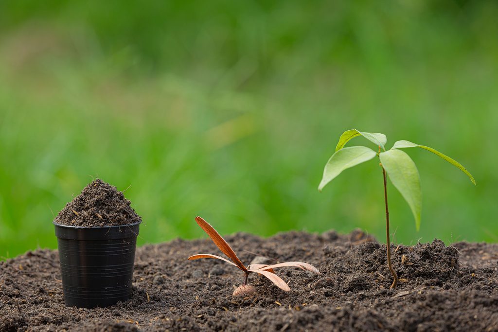Why Seedlings Die and How to Prevent It: 7 Common Causes & Fixes