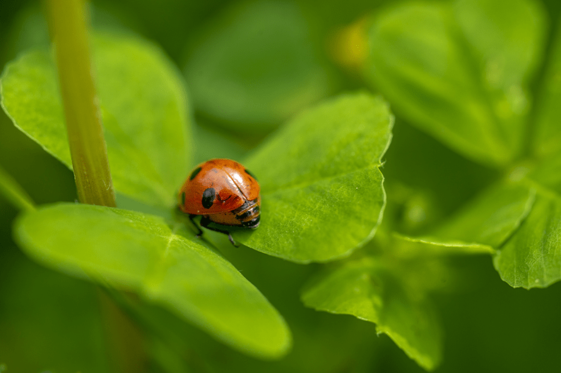 10 Simple Ways to Get Rid of Aphids Naturally for Good