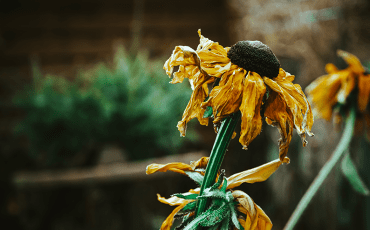 Close-up selective focus photograph of withered sunflowers with dried petals and seed heads, showing the natural aging process of flowering plants.