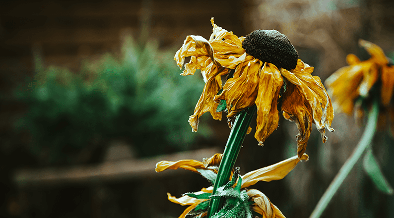 Close-up selective focus photograph of withered sunflowers with dried petals and seed heads, showing the natural aging process of flowering plants.