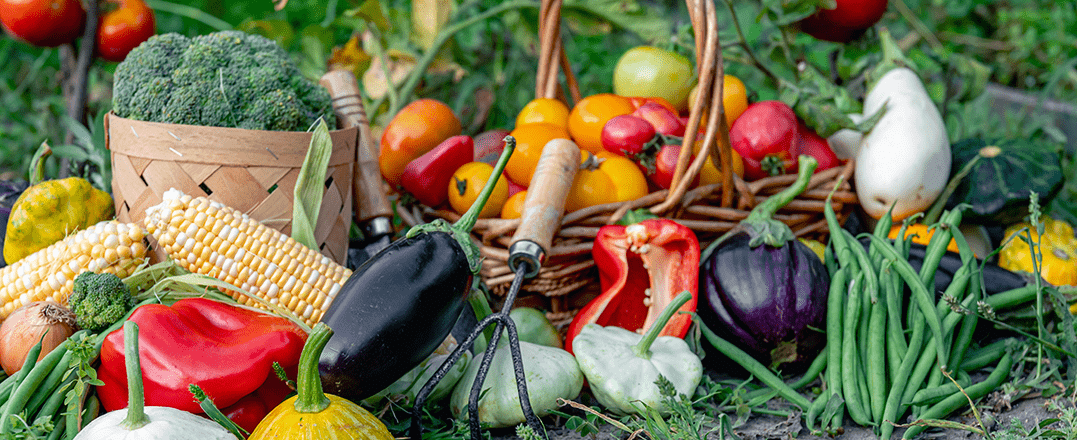 Fresh vegetables arranged in the foreground with a blurred vegetable garden background, showcasing healthy home-grown produce and natural abundance.