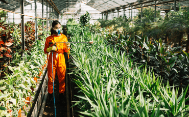 Gardener wearing protective gloves and workwear while spraying plants inside a greenhouse to help protect crops from pests and diseases.
