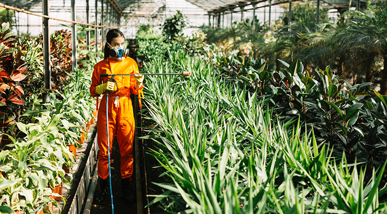 Gardener wearing protective gloves and workwear while spraying plants inside a greenhouse to help protect crops from pests and diseases.
