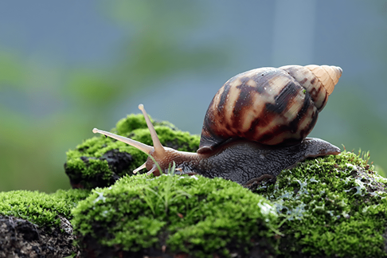 Pest & Disease Control: The Complete Guide to Protecting Healthy and Productive Plants