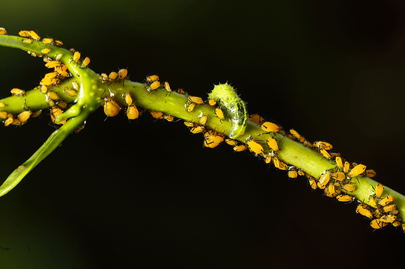 10 Simple Ways to Get Rid of Aphids Naturally for Good