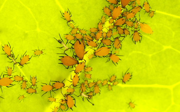 Milkweed aphids (Aphis nerii) clustered on a stephanotis leaf, showing a common plant pest infestation affecting garden plants.