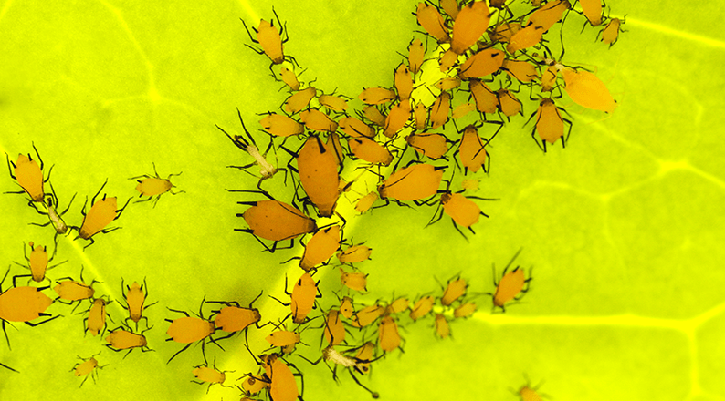 Milkweed aphids (Aphis nerii) clustered on a stephanotis leaf, showing a common plant pest infestation affecting garden plants.