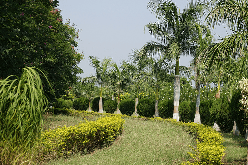 Winding lawn path lined with palm trees, creating a tropical garden landscape with lush greenery and a peaceful outdoor setting.
