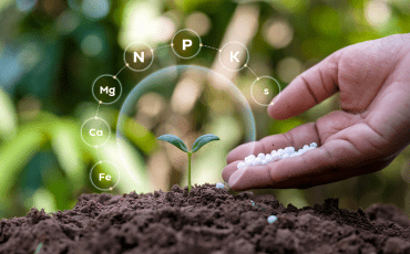 Plants growing in nutrient-rich soil with essential fertilizers and water, illustrating the key factors required for healthy plant growth and development.