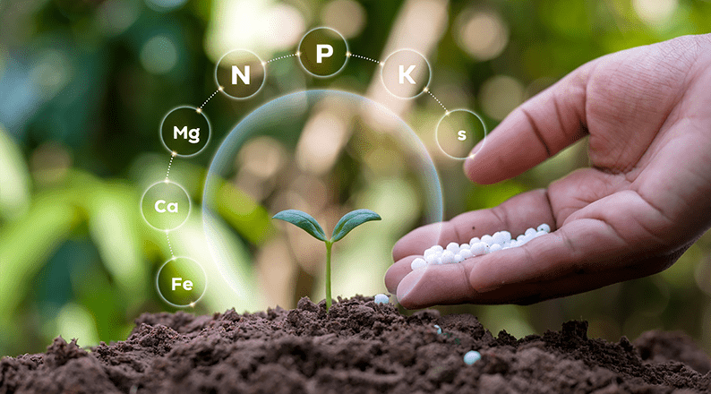 Plants growing in nutrient-rich soil with essential fertilizers and water, illustrating the key factors required for healthy plant growth and development.