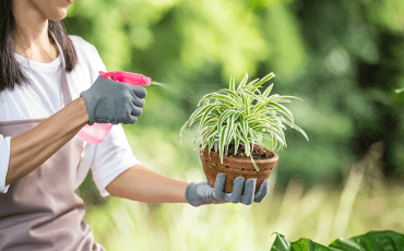 Person watering a young tree in a garden on a sunny summer day, supporting healthy plant growth and sustainable gardening practices.