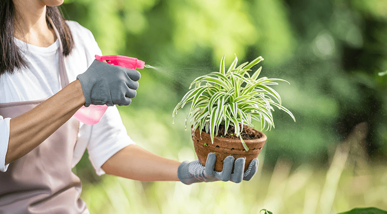 Person watering a young tree in a garden on a sunny summer day, supporting healthy plant growth and sustainable gardening practices.