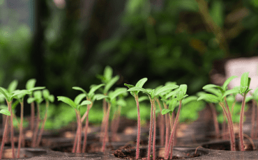 Young seedlings growing in a planting tray, showcasing healthy early-stage plant development ready for transplanting.
