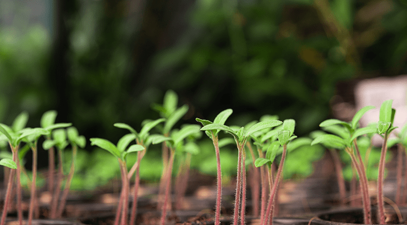 Young seedlings growing in a planting tray, showcasing healthy early-stage plant development ready for transplanting.