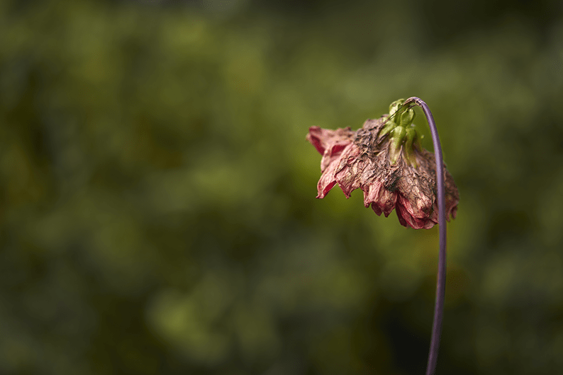 Selective focus close-up of a wilted flower with drooping petals, showing signs of dehydration, aging, or environmental stress.