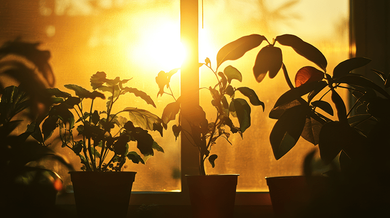 10 Reasons Plant Leaves Turn Yellow and How to Fix Them