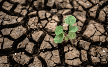 Trees growing in dry, cracked soil during a severe dry season, illustrating the environmental effects of drought and climate change.
