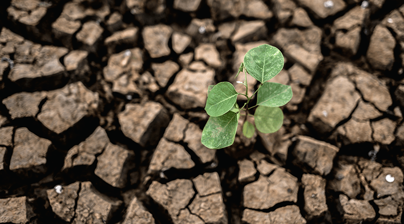 Trees growing in dry, cracked soil during a severe dry season, illustrating the environmental effects of drought and climate change.