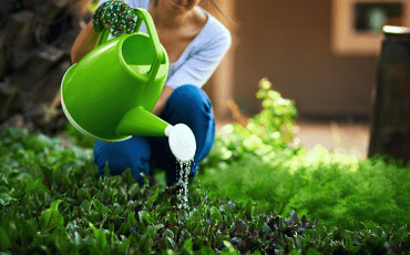 Person watering growing crops with a watering can in a garden, supporting healthy plant growth, organic farming, and sustainable food production.