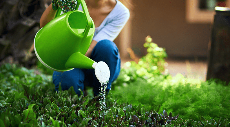 Person watering growing crops with a watering can in a garden, supporting healthy plant growth, organic farming, and sustainable food production.