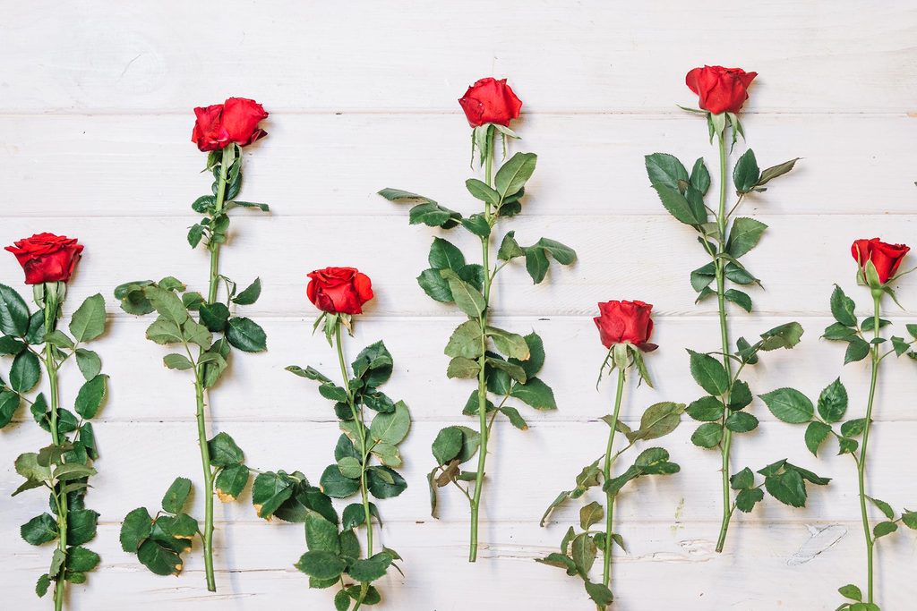 10 Reasons Why Rose Plants Are Perfect for Your Garden Today