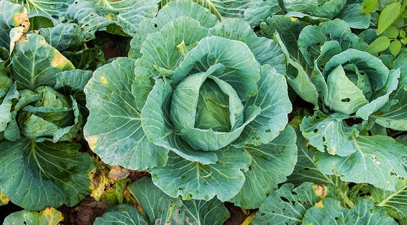 Cabbage plant with visible bite holes in its leaves, showing signs of pest activity in a vegetable garden.