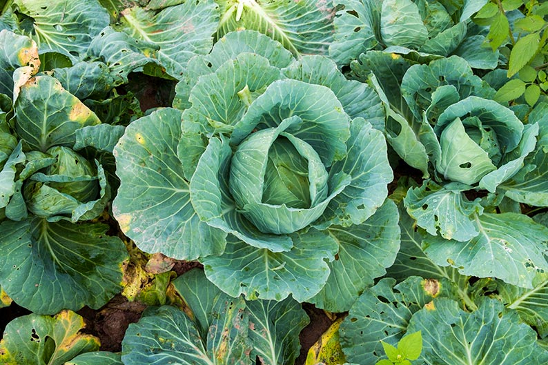 Cabbage plant with visible bite holes in its leaves, showing signs of pest activity in a vegetable garden.