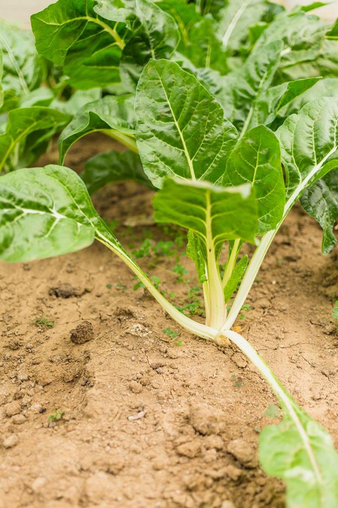 7 Proven Secrets to Growing Brilliant, Nutrient-Rich Spinach: Timing, Soil, Temperature, and Top Varieties