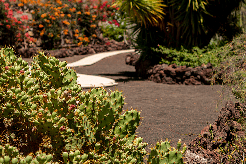 7 Proven Climate-Resilient Gardening Strategies: Powerful Drought-Tolerant Landscaping for Hot Summers