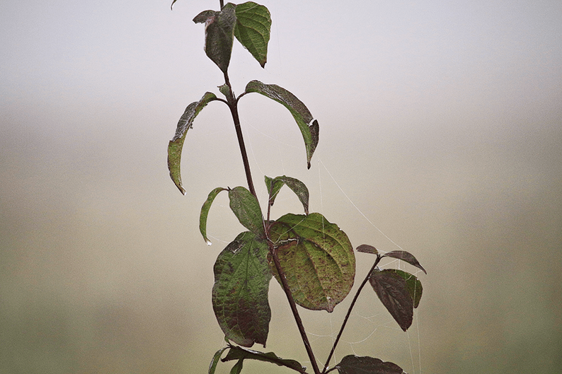 7 Steps to Saving an Overwatered Plant with Root Rot Today