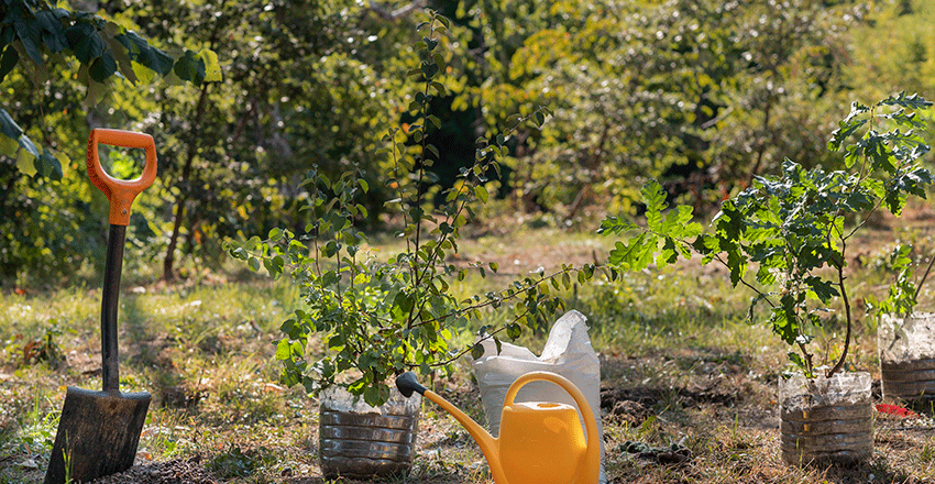 Close-up view of planting new plants in soil, showing hands carefully placing young seedlings into a garden bed.