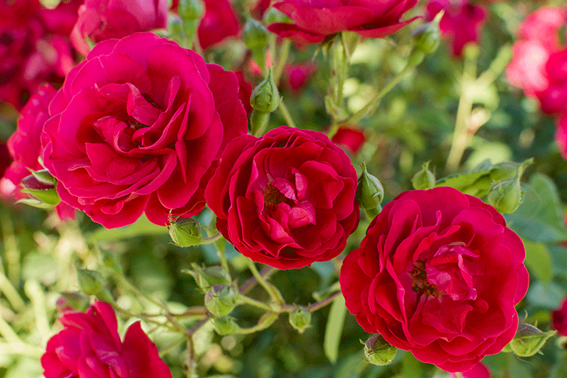10 Reasons Why Rose Plants Are Perfect for Your Garden Today