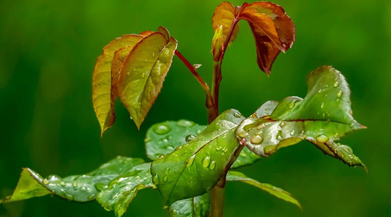 Close-up view of wet plant leaves covered with fresh water droplets, highlighting natural textures, hydration, and healthy foliage.