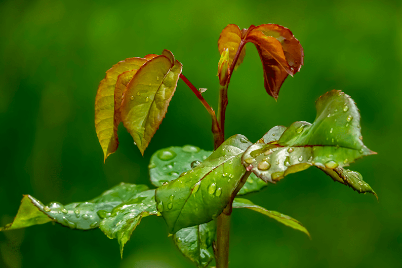 Close-up view of wet plant leaves covered with fresh water droplets, highlighting natural textures, hydration, and healthy foliage.